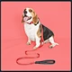 Pet locator dog tracking - GPS cat collar Adjustable Apple Air Tag Collar for Small & Large Dogs